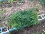 Dill Iowa